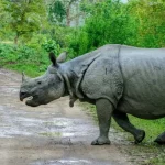 Pobitora Wildlife Sanctuary