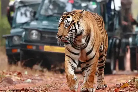 Sariska National Park 1