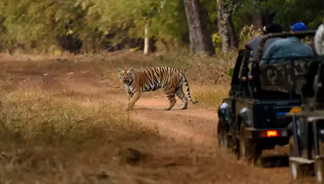 Tiger Safari 1