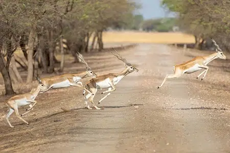 Velavadar Blackbuck National Park