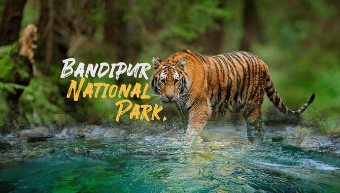 Bandipur National Park