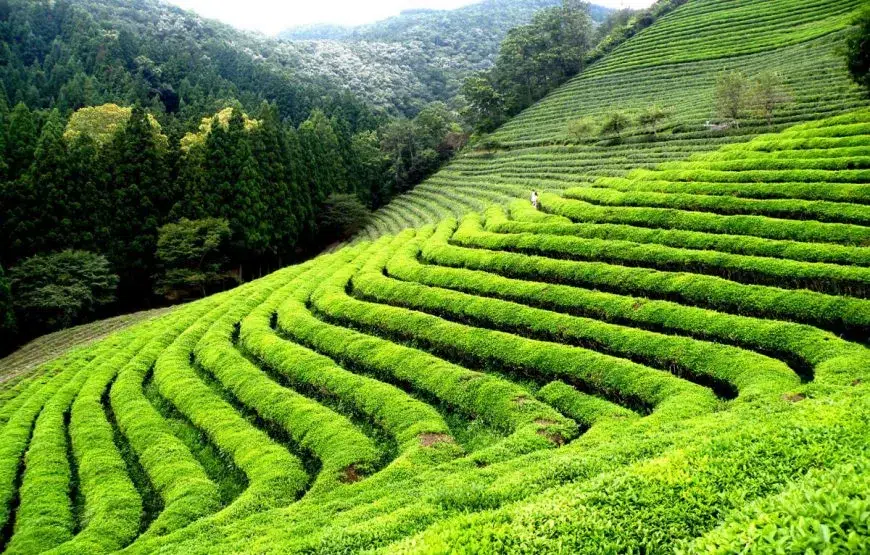 Car Rental in Darjeeling