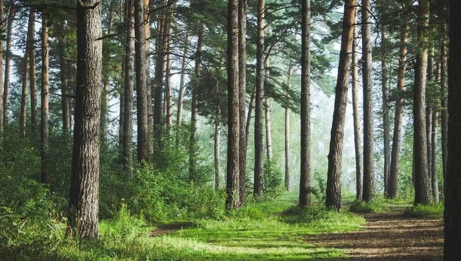 Rudrapurs Forest Area